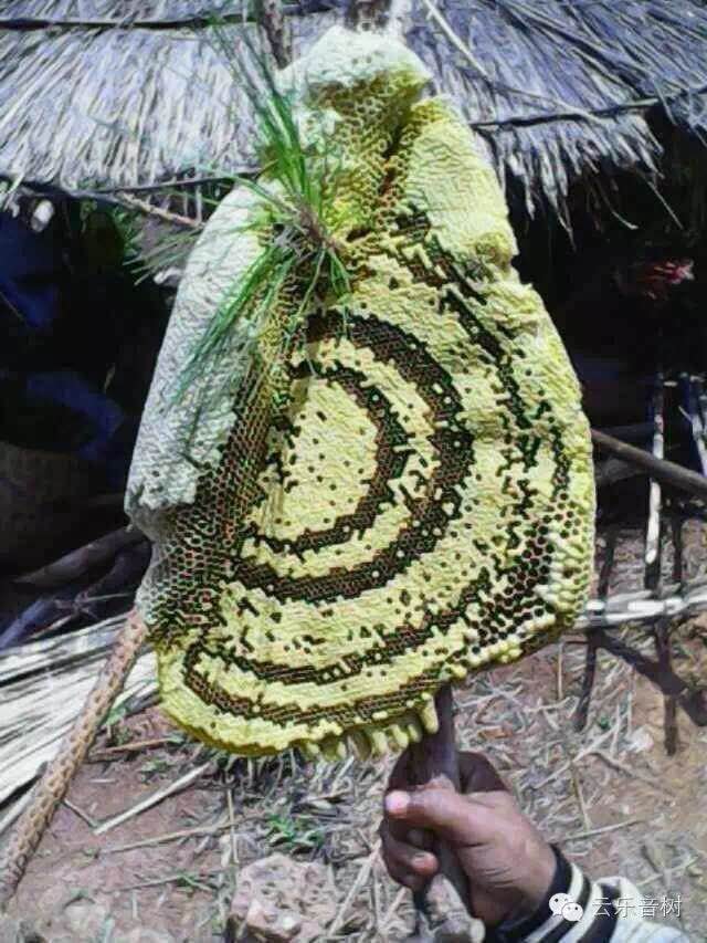 在大山河谷,山崖,泥土里发现的野生蜂巢挂在大树上的野生马叉蜂蜜藏在