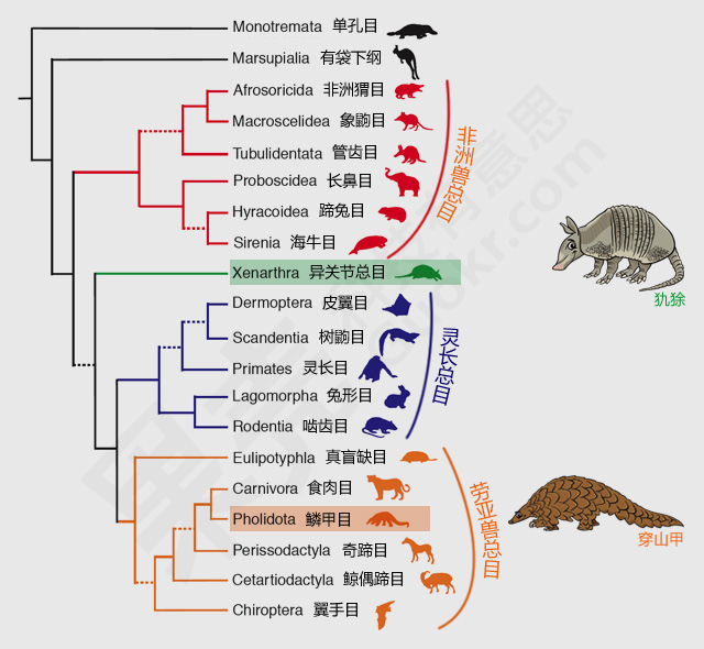 特大走私案频发:穿山甲缘何被残害?